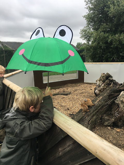 meerkats watch boy with frog umbrella