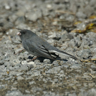 Junco hyemalis - Junco ardoisé