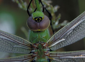 libelula verde Anax junius