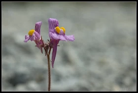 Linaria saturejoides