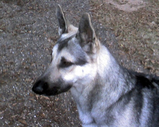 german shepherd dog puppies pupy pets dogs photo