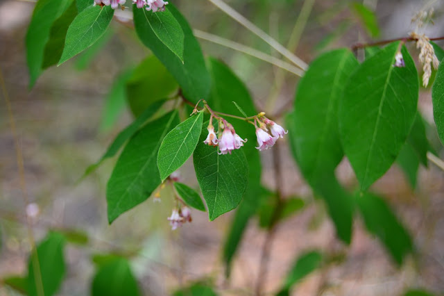 Apocynum androsaemifolium