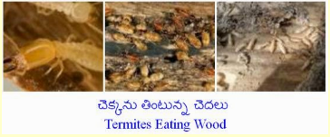 HOW TO TERMITE EAT WOOD? 2023
