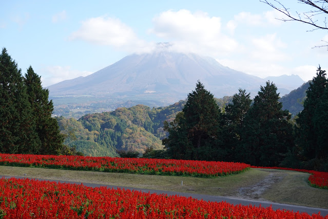 鳥取県西伯郡南部町鶴田 とっとり花回廊 花の丘