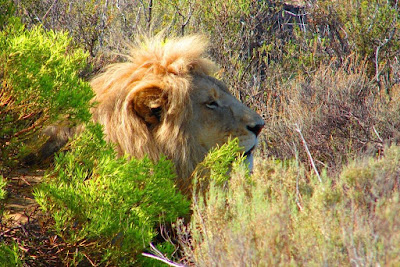 Afrikas Tierwelt, Afrika se wildlewe, Kafshë të egra të Afrikës, Afrikanın vəhşi təbiəti, Afrikako fauna, Afrike divljači, Africa's wildlife, Aafrika metsloomi