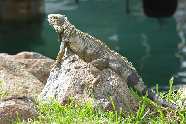 Iguana Aruba