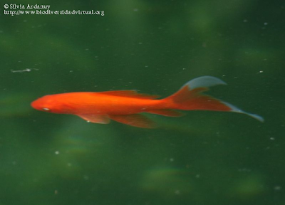 http://www.biodiversidadvirtual.org/peces/Carassius-auratus-img5225.html