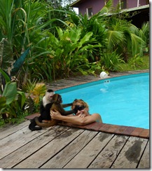 Monkey lodge piscine