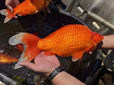 Oversize Goldfish Are Assuming control Over One Minnesota Lake, Causing Issues For Neighborhood Fish