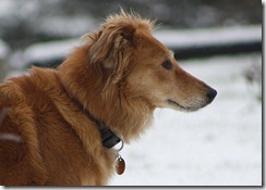 ginger profile