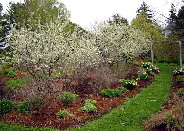 Amelanchiers in full bloom in May