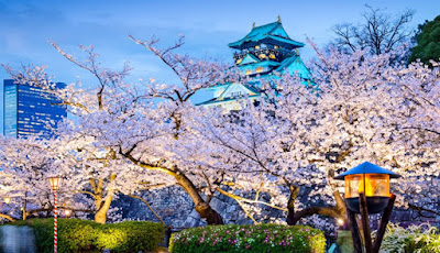 Um dos locais mais populares em Osaka para apreciar a beleza das flores de cerejeira