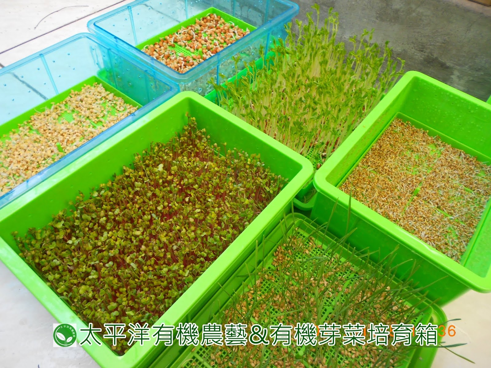 有機芽菜 有機芽菜培育器材 太平洋有機農藝 有機水耕種植各種芽苗菜