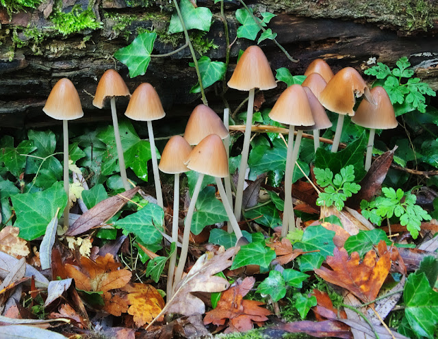 Toadstools and ivy growing at base of log