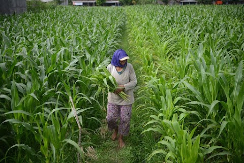 Pertanian Ciamis Siap Hadapi Perubahan Iklim dengan Pola Tanam Adaptif