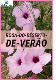 Adenium Swazicum: um guia para cultivar e cuidar de rosas do deserto