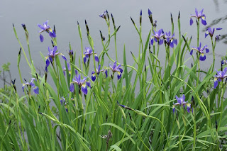 Iris versicolore - Clajeux - Iris versicolor