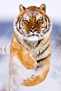 Bengal Tiger iPhone Wallpaper