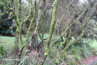 'Ohi'a tree trunks - Lyon Arboretum, Manoa Valley, Oahu, HI