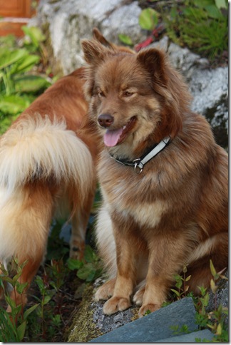 bursdag og lapphundtreff 033
