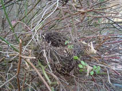 Nest