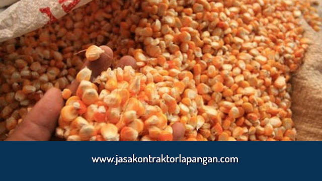 Cara Menanam Jagung dan Mengenal Sejarah Tanaman Jagung