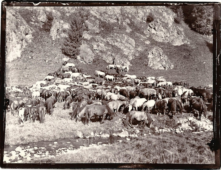 Hunting Party Photographs in Kashmir - 1903