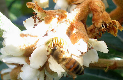 Loquat flower,bee,AnnieinAustin