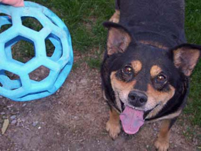 Ginger loves her blue ball.