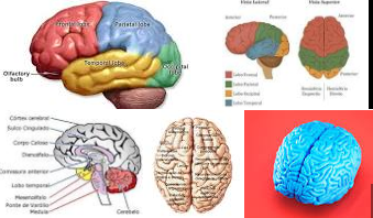 A falta de oxigênio não mata células cerebrais infantis