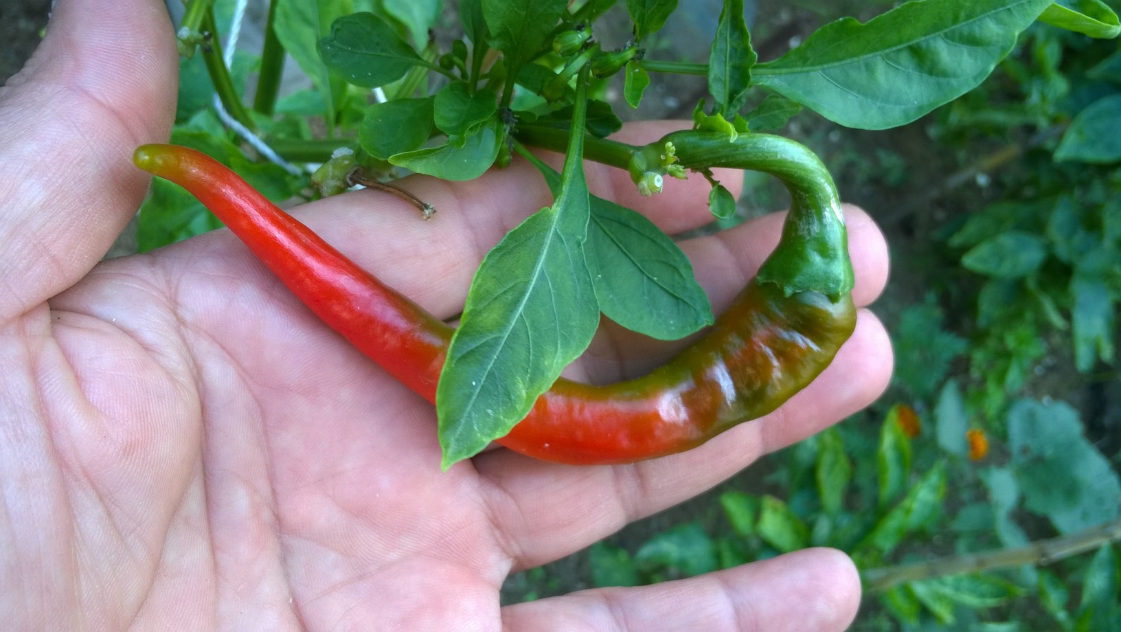 my organic hot pepper