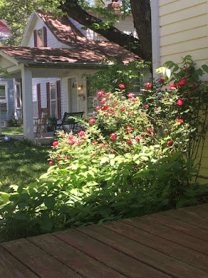 A sunny view off the side of a porch, with a lush pink-flowered rose arching over big-leafed seedlings and a white house with a red roof and a small porch in the background.