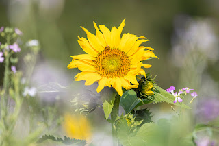 Späte Sonnenblumen blühen auf einem Feld bei Wertbühl im Kanton Thurgau.