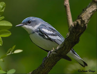 Cerulean Warbler