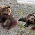 Αποτρόπαιες πράξεις… Θανάτωσαν αρκούδες πάνω στην Εθνική Οδό!