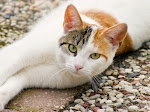 Cat Part 4 - Animal Wallpaper