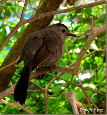 Birds at window_062