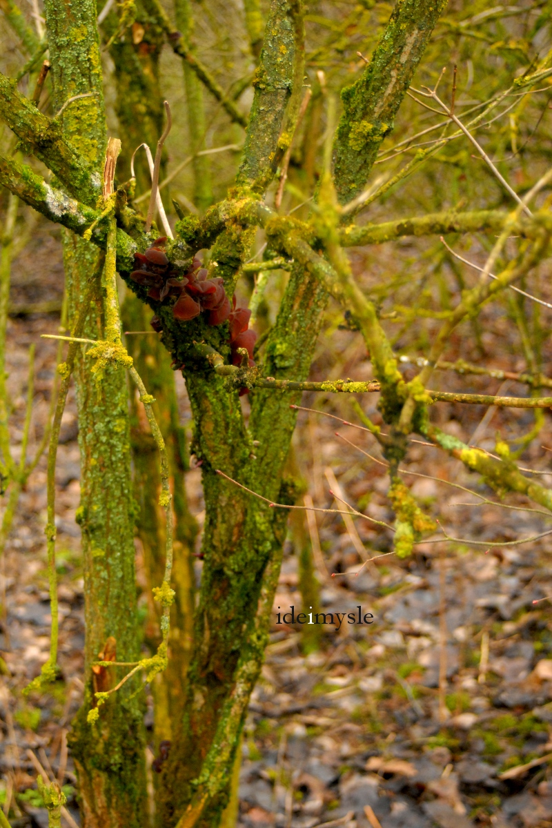 uszak bzowy, ucho bzowe, grzyby zimowe, grzyby wiosenne, jadalne huby, grzyb mun, grzyb mung, auricularia auricula-judae, wood ear, jelly ear