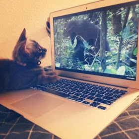 Funny cats - part 93 (40 pics + 10 gifs), kitten watching gorilla video