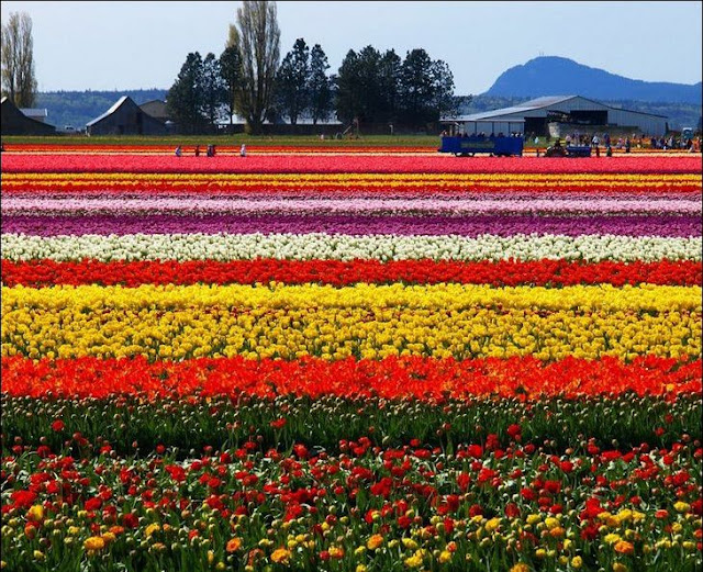 11 شهر مايو في هولندا  موسم حصاد زهور التوليب  جنة على الأرض