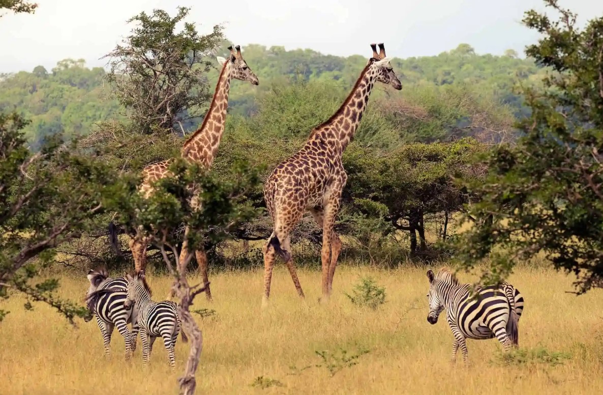 Nyerere National Park (formerly Selous Game Reserve), Tanzania