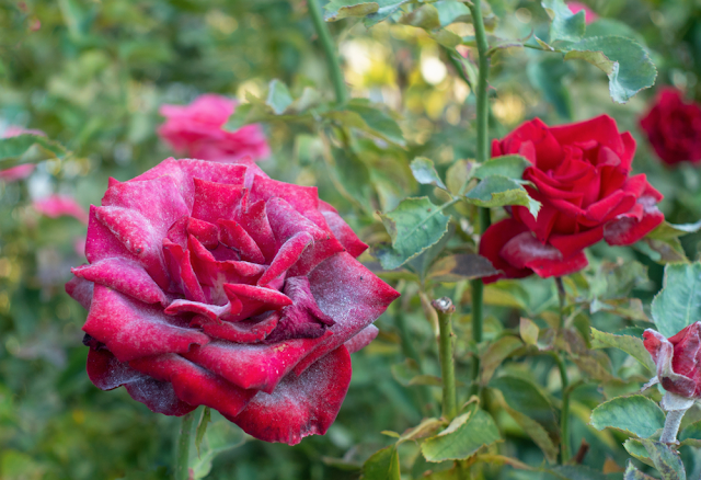 rose disease