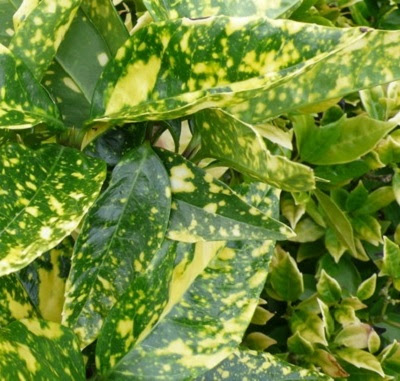 Aucuba japonica 'Crotonifolia' close up