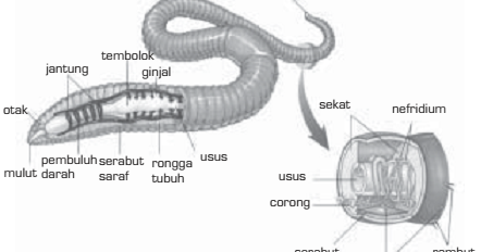 Contoh Hewan Yang Termasuk Invertebrata - Gontoh