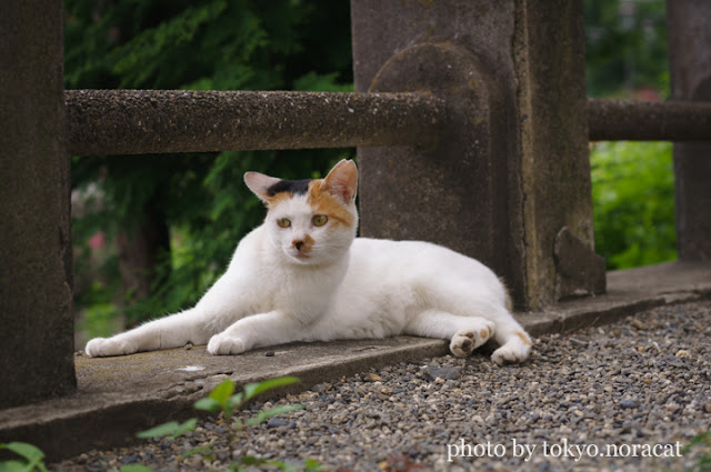 猫写真