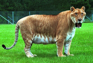 liger