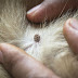 Flea Control and Prevention for Dogs