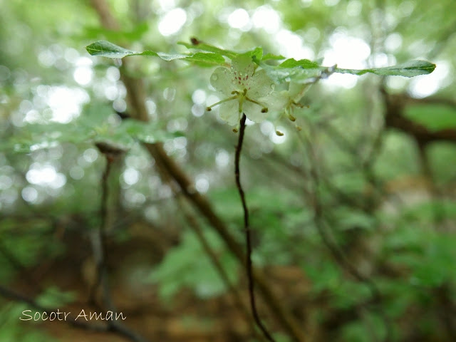 Rhododendron semibarbatum