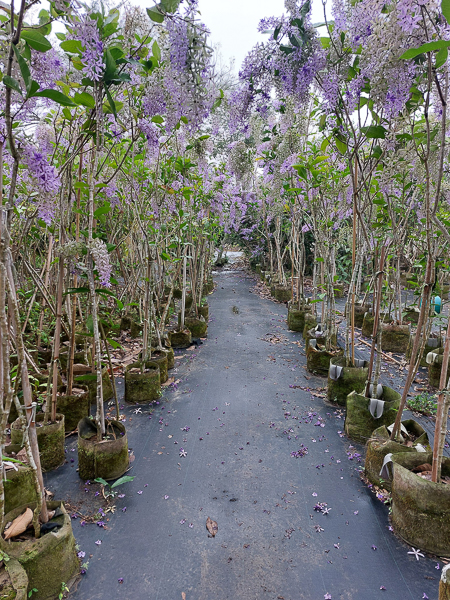 台南玉井雙秀園錫葉藤和九重葛盛開免費參觀，還有餐廳可以用餐