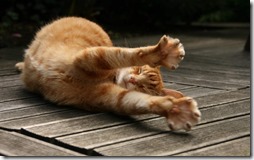 gatos rubios- buscoimagenes (1)